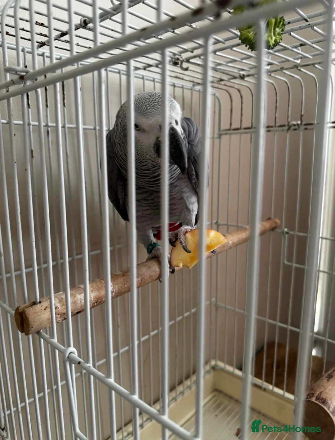 Parrots birds for sale: African grey parrot  - Advert 1