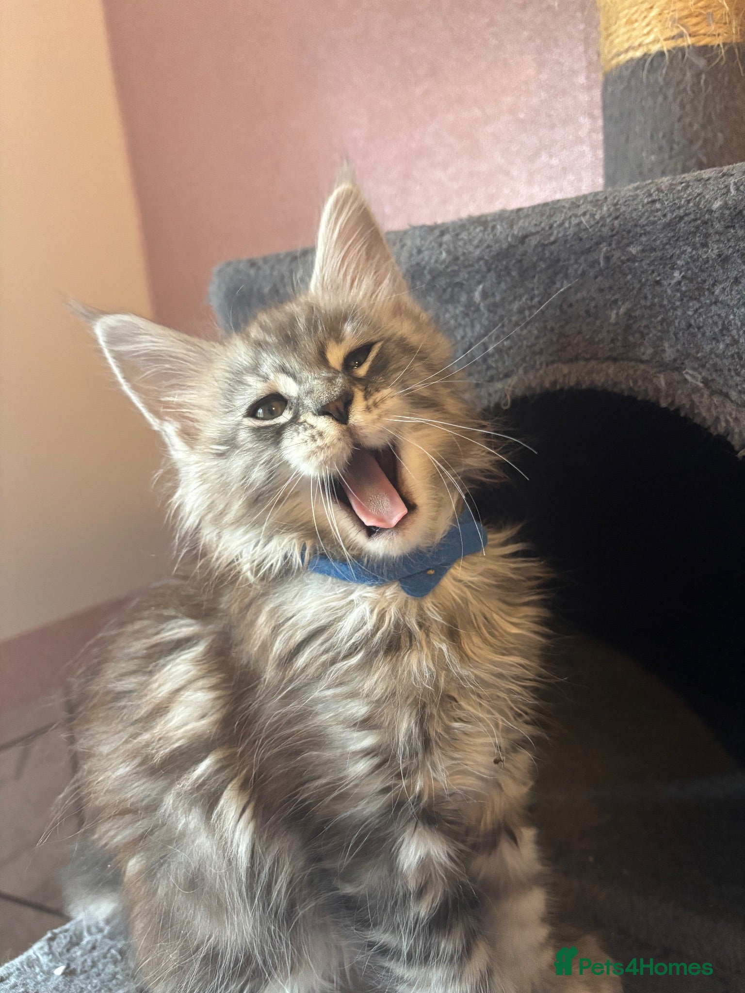 Maine Coon cats 2 Maine Coon kittens left & can do payment plan - Advert 7