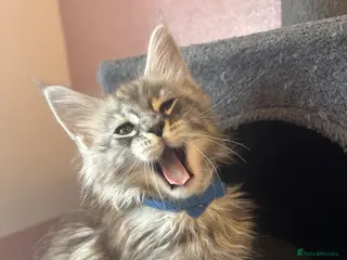 Maine Coon cats 2 Maine Coon kittens left & can do payment plan - Advert 7