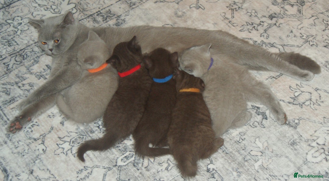 British Shorthair cats for sale: 🐾 British Shorthair Kittens Looking for Homes 🏡 - Advert 8