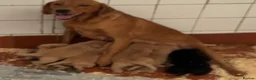 Labrador Retriever dogs for sale: Labrador pup - Advert 6