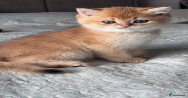 British Shorthair cats - Advert 4