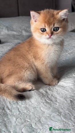 British Shorthair cats - Advert 3