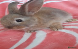 Rex rabbits for sale: Female bunnies  - Image 1