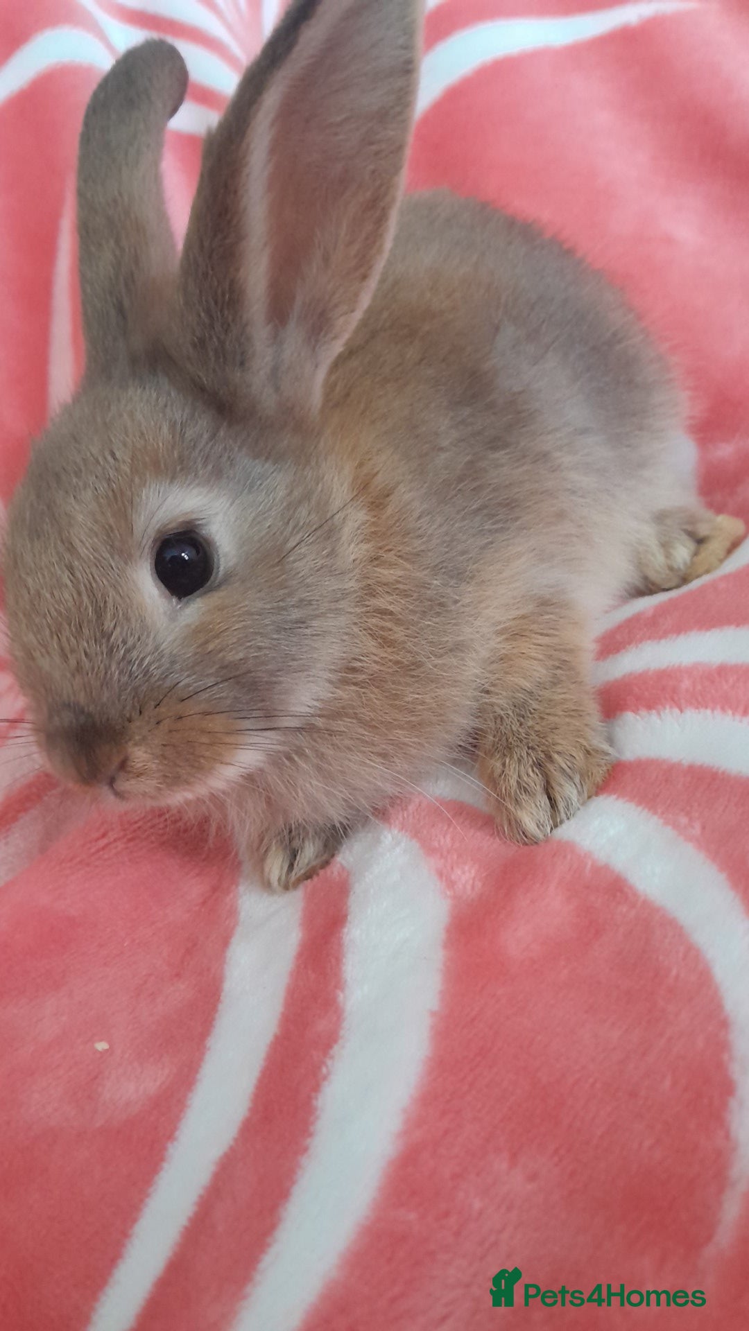 Rex rabbits for sale: Female bunnies  - Image 1
