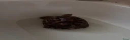 Tortoise reptiles for sale: Sulcata tortoise  - Advert 7