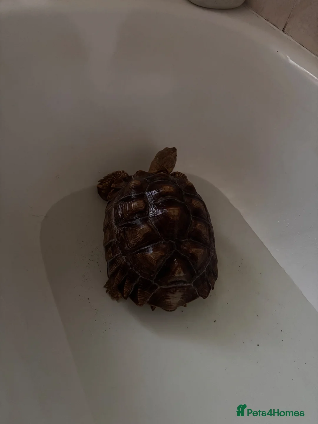 Tortoise reptiles for sale: Sulcata tortoise  - Advert 7