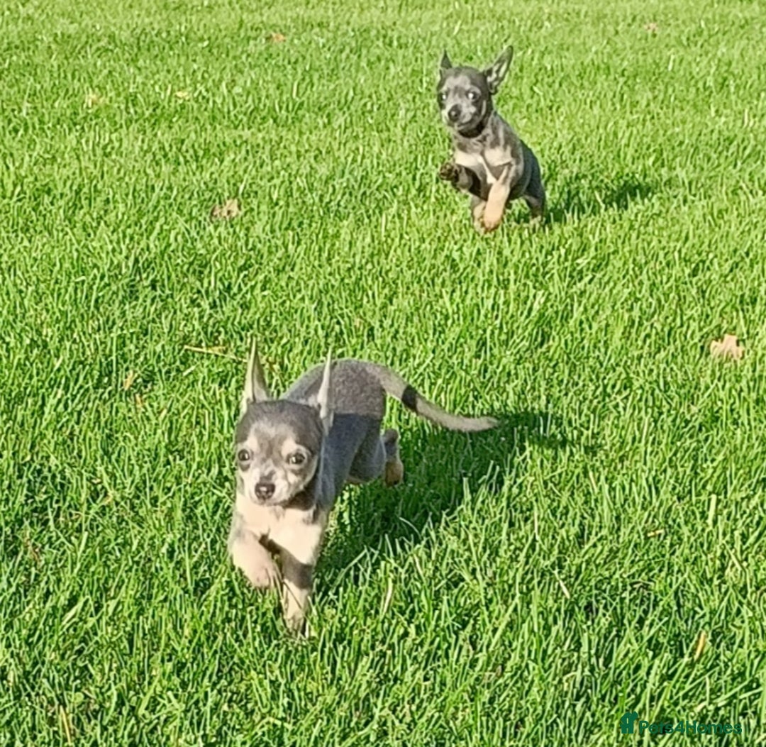 Mixed Breed dogs for sale: Stunning unique 3/4 Chihuahua x Italian greyhound  - Image 7