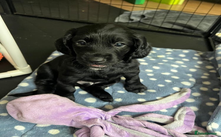 Mixed Breed dogs - Advert 1