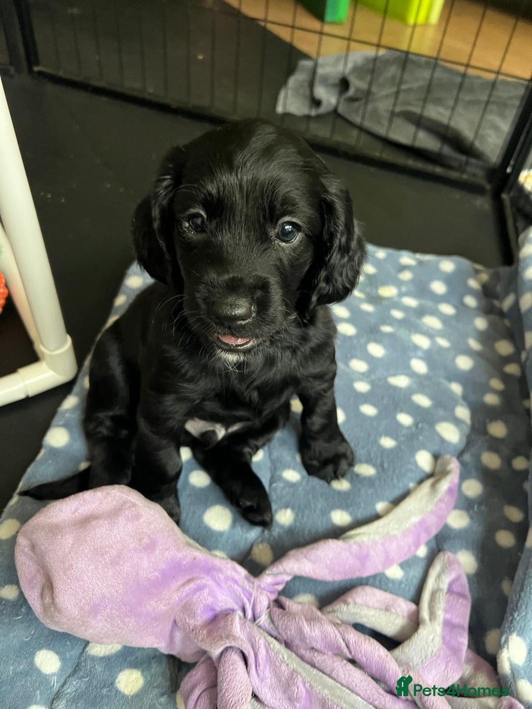Cockapoo dogs for sale: Exceptional cockapoo pups- 1 Boy, 1 Girl left!! - Image 2