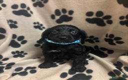 Cockapoo dogs for sale: F2 cockapoo puppies - Image 5