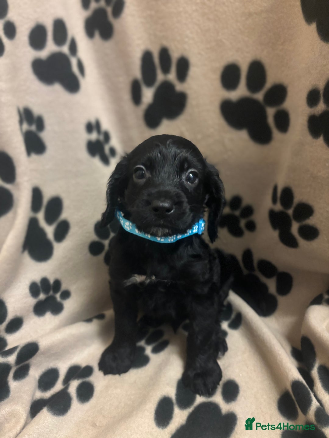 Cockapoo dogs for sale: F2 cockapoo puppies - Image 5