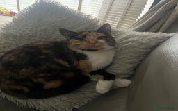 Domestic Shorthair cats for sale: looking for a forever home. (Free/ adoption)  - Image 7