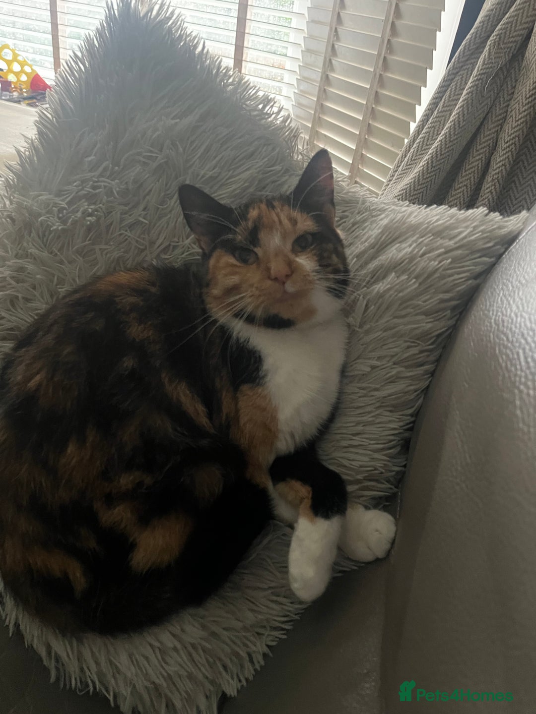 Domestic Shorthair cats for sale: looking for a forever home. (Free/ adoption)  - Image 7