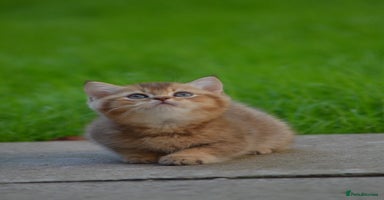 British Shorthair cats - Advert 7
