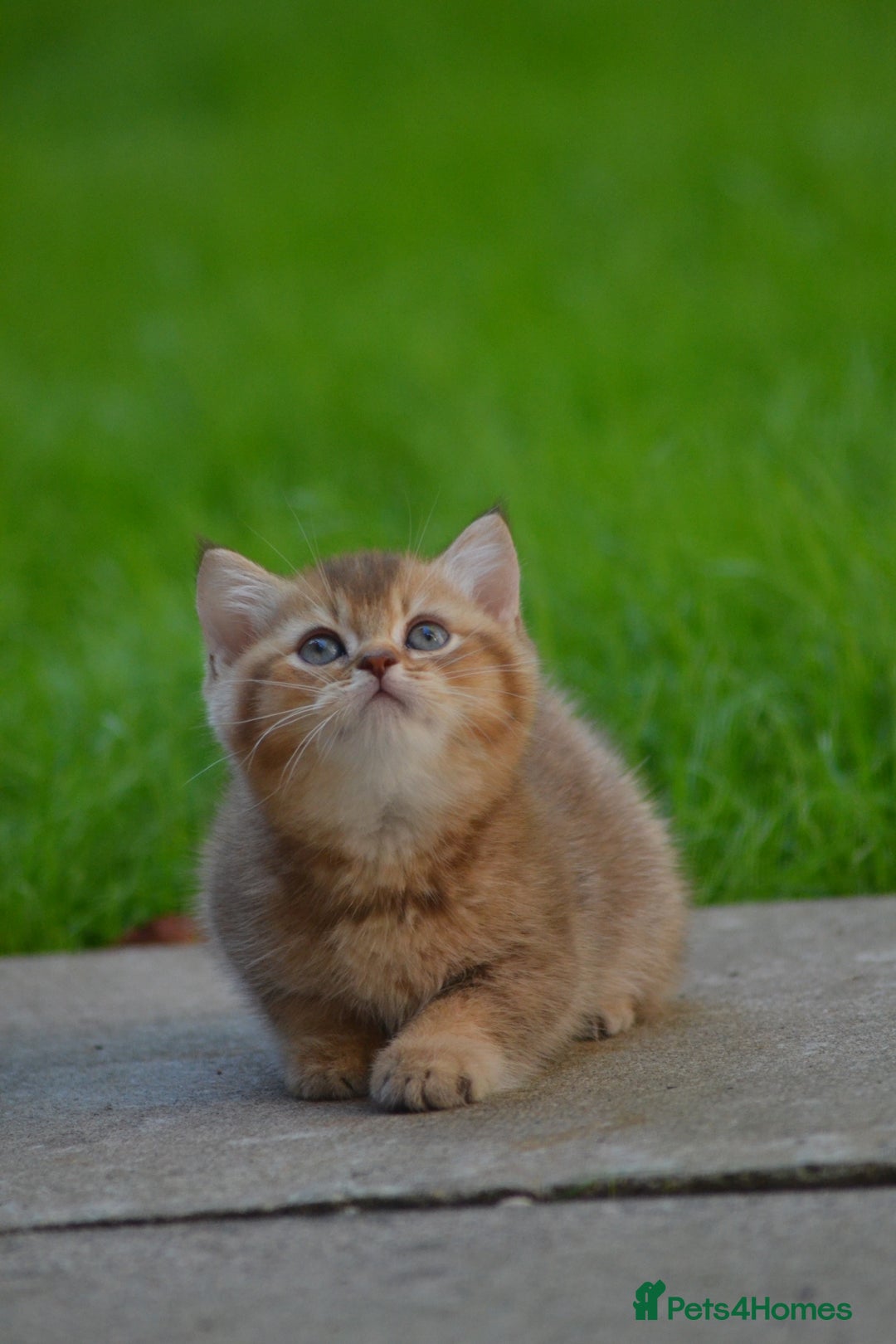 British Shorthair cats for sale: Last kitten left: TICA Golden Black Shaded BSH/BLH - Image 3