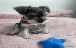 Miniature Schnauzer dogs for sale: KC Beautiful miniature Schnauzers  - Image 10