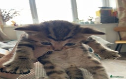 Bengal cats for sale: 9 BENGAL RAGDOLL X KITTENS - Image 32