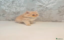 Persian cats for sale: Persian kittens 2 gorgeous boys  - Image 7