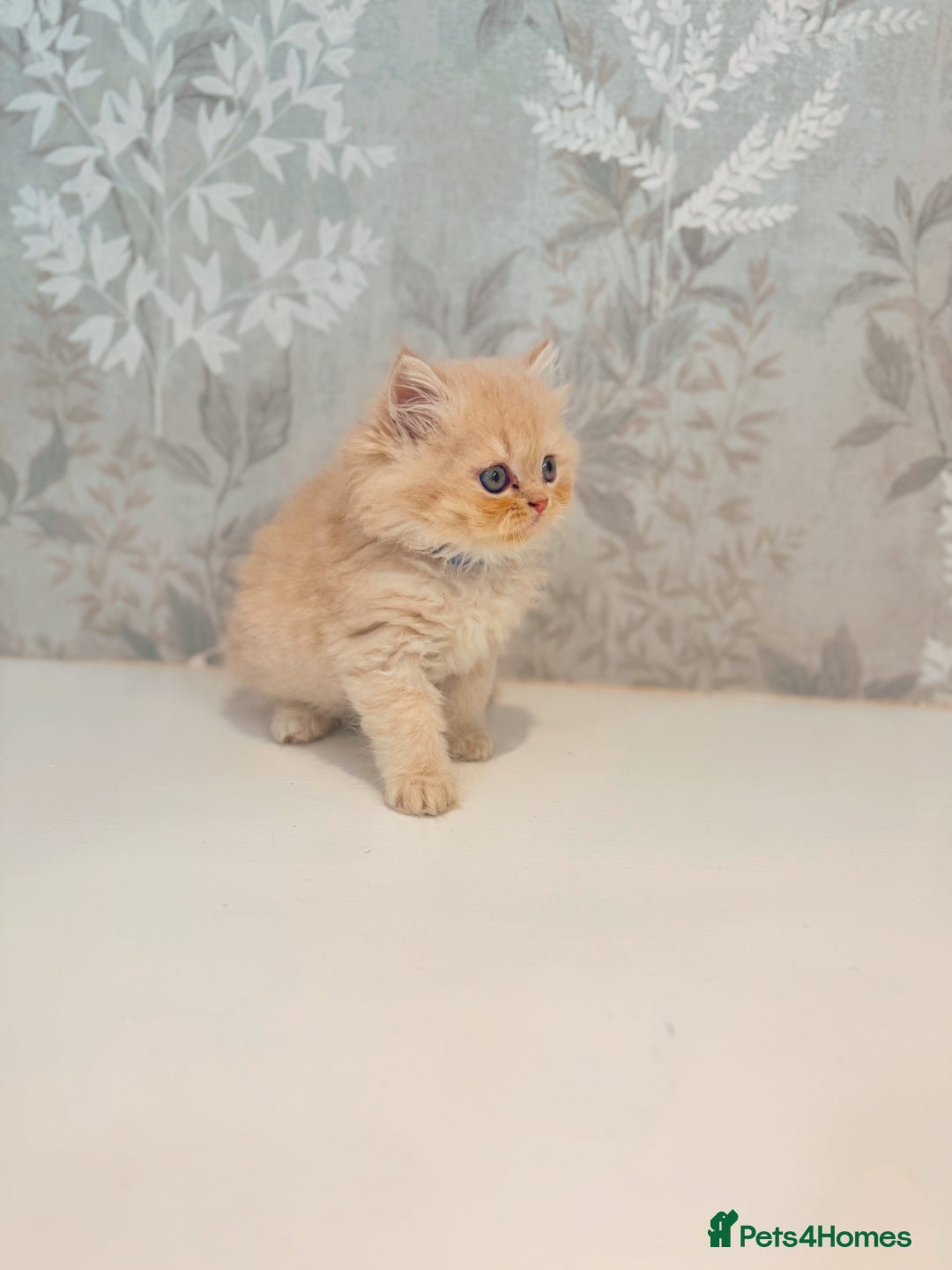 Persian cats for sale: Persian kittens 2 gorgeous boys  - Image 7