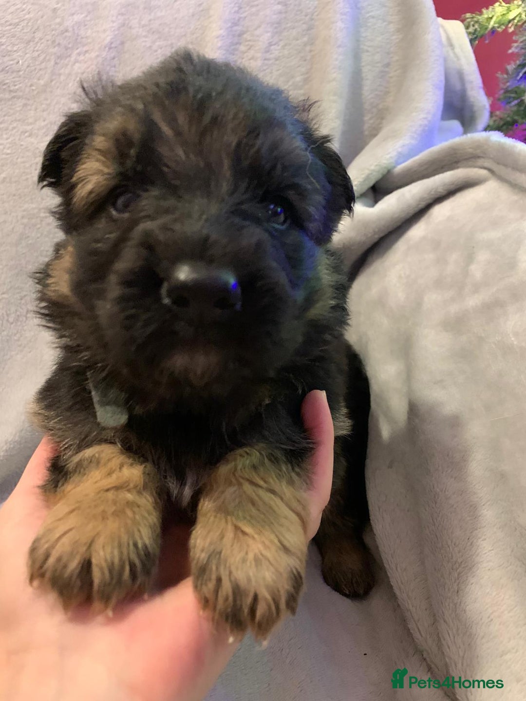 German Shepherd dogs for sale: German Shepherd puppies - Advert 2