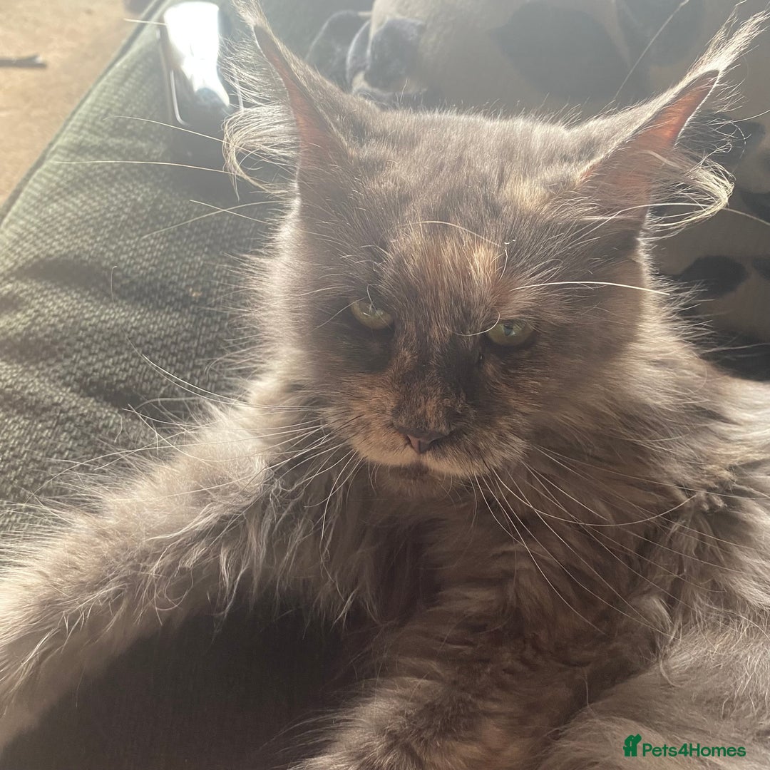 Maine Coon cats for sale: GCCF registered kittens  - Image 7