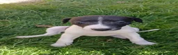 Mixed Breed dogs for sale: Bedlington whippet/Bedlington greyhound x whippet - Advert 9