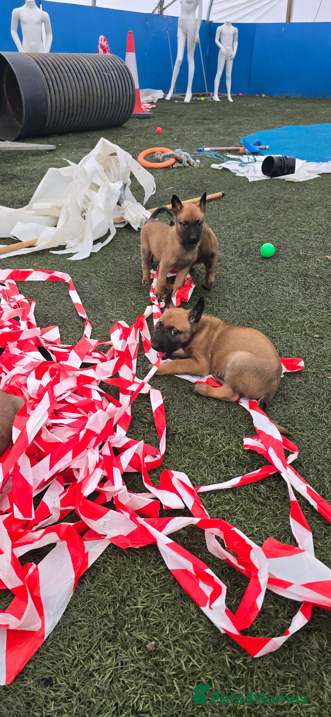 Belgian Shepherd Dog dogs for sale: Pups from world V. Champion CHANCE  - Advert 8