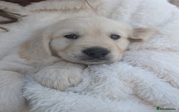 Golden Retriever dogs for sale:  KC Registered Golden Retriever Puppies.  - Image 22