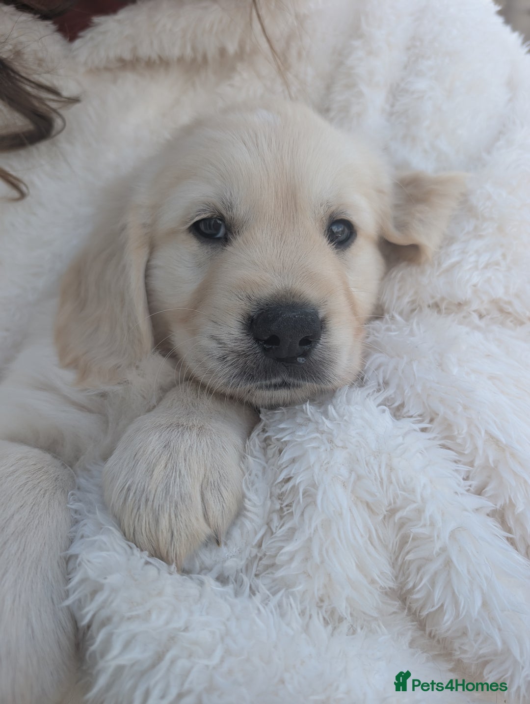 Golden Retriever dogs for sale:  KC Registered Golden Retriever Puppies.  - Image 22