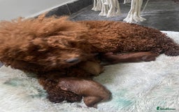 Toy Poodle dogs for sale: Poodle Toy Puppy calm, gentle, with full doc. - Image 26