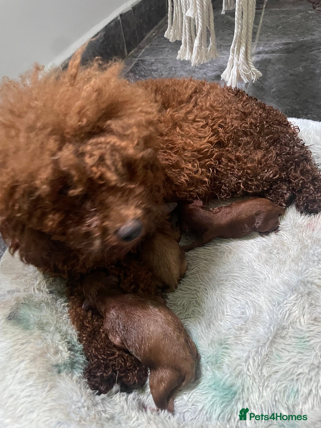 Toy Poodle dogs for sale: Poodle Toy Puppy calm, gentle, with full doc. - Image 26