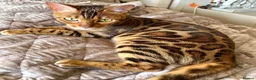 Bengal cats for sale: Pure breed Glitter Coat Bengals due 05/12 - Advert 1