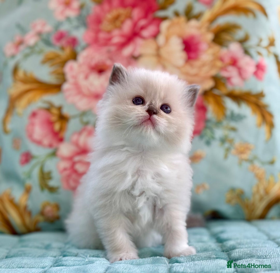 Ragdoll cats for sale: 1 boy 3 girls  - Image 19