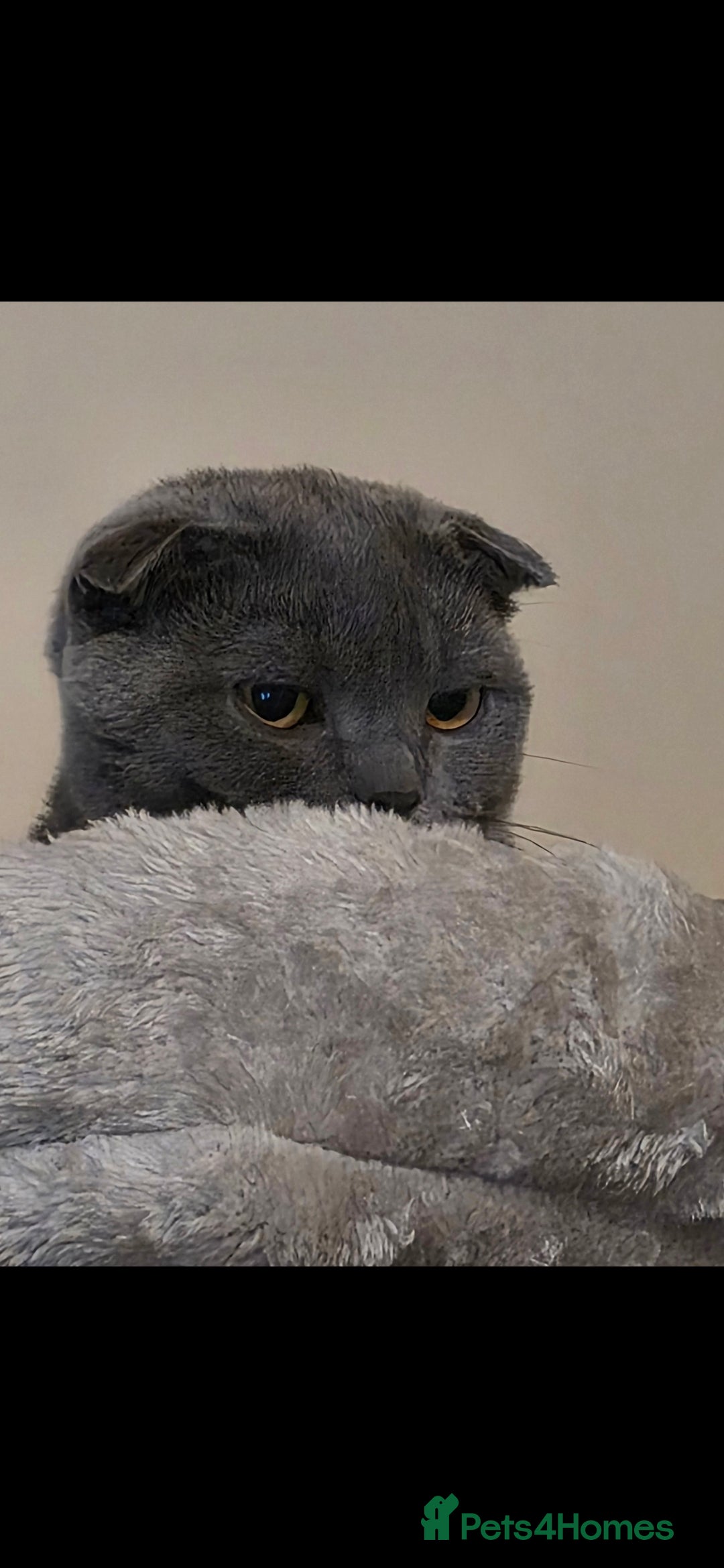 Scottish Fold cats for sale: Scottish Fold kittens  - Image 8