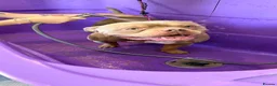 American Bully dogs for sale: Pocket bully tan/lilac  - Advert 1