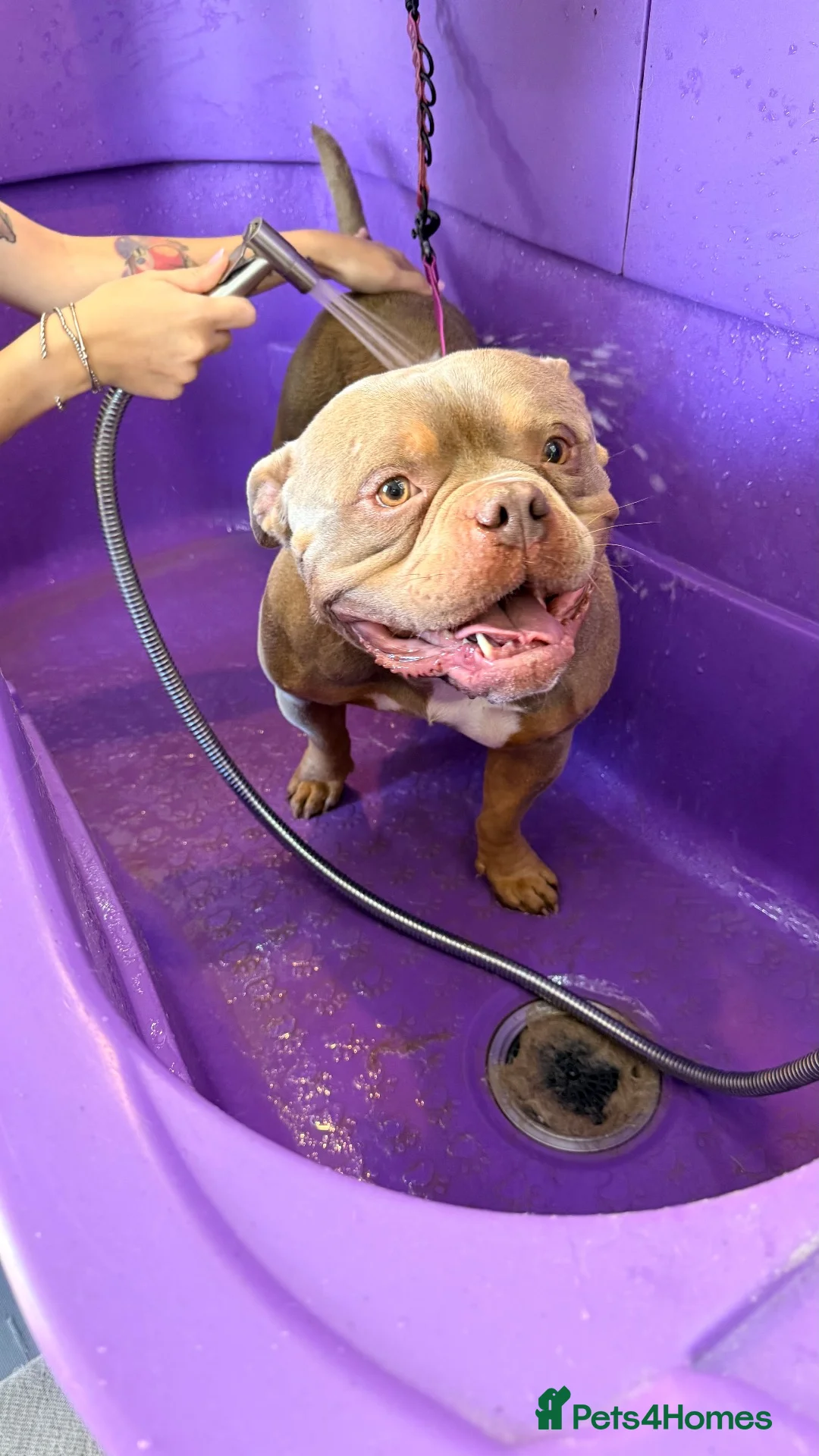 American Bully dogs for sale: Pocket bully tan/lilac  - Advert 1
