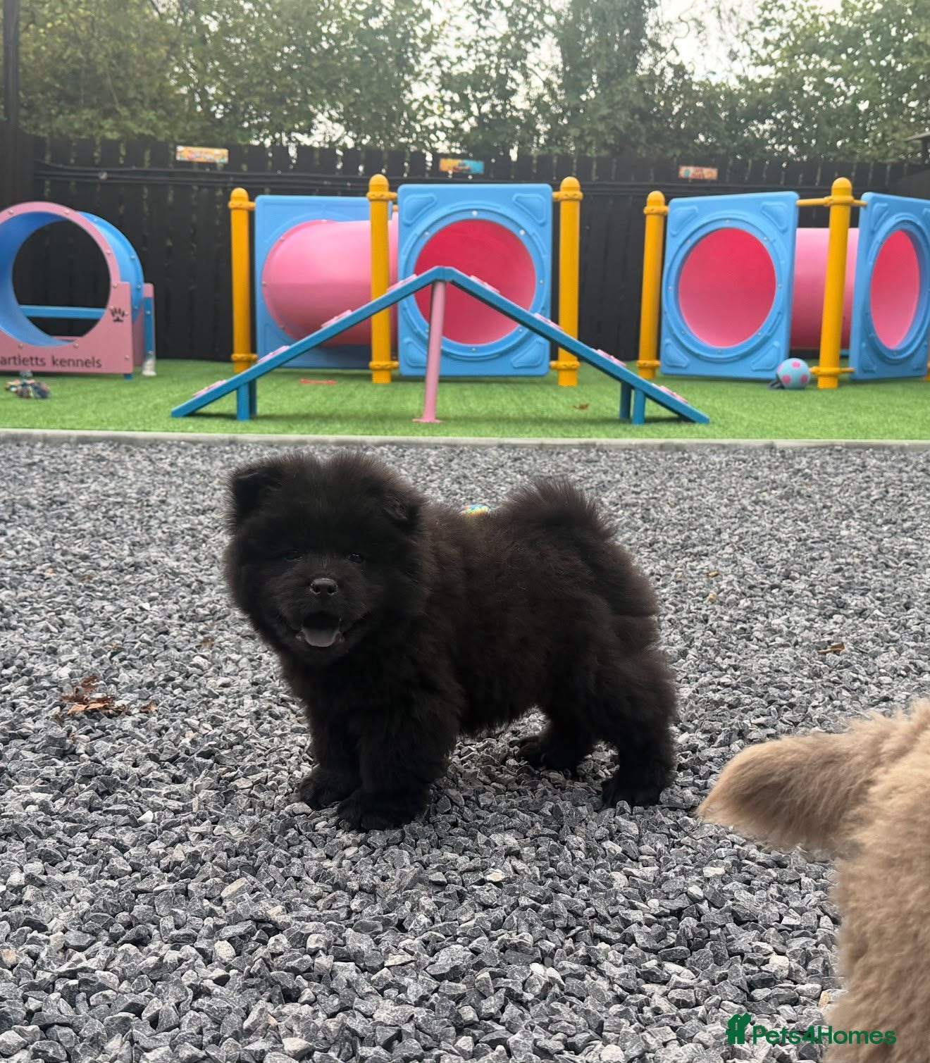 Chow Chow dogs Exotic colour pure chow chow puppies for sale  - Advert 2