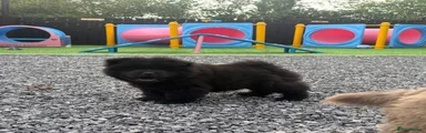 Solid black male Chow Chow 9