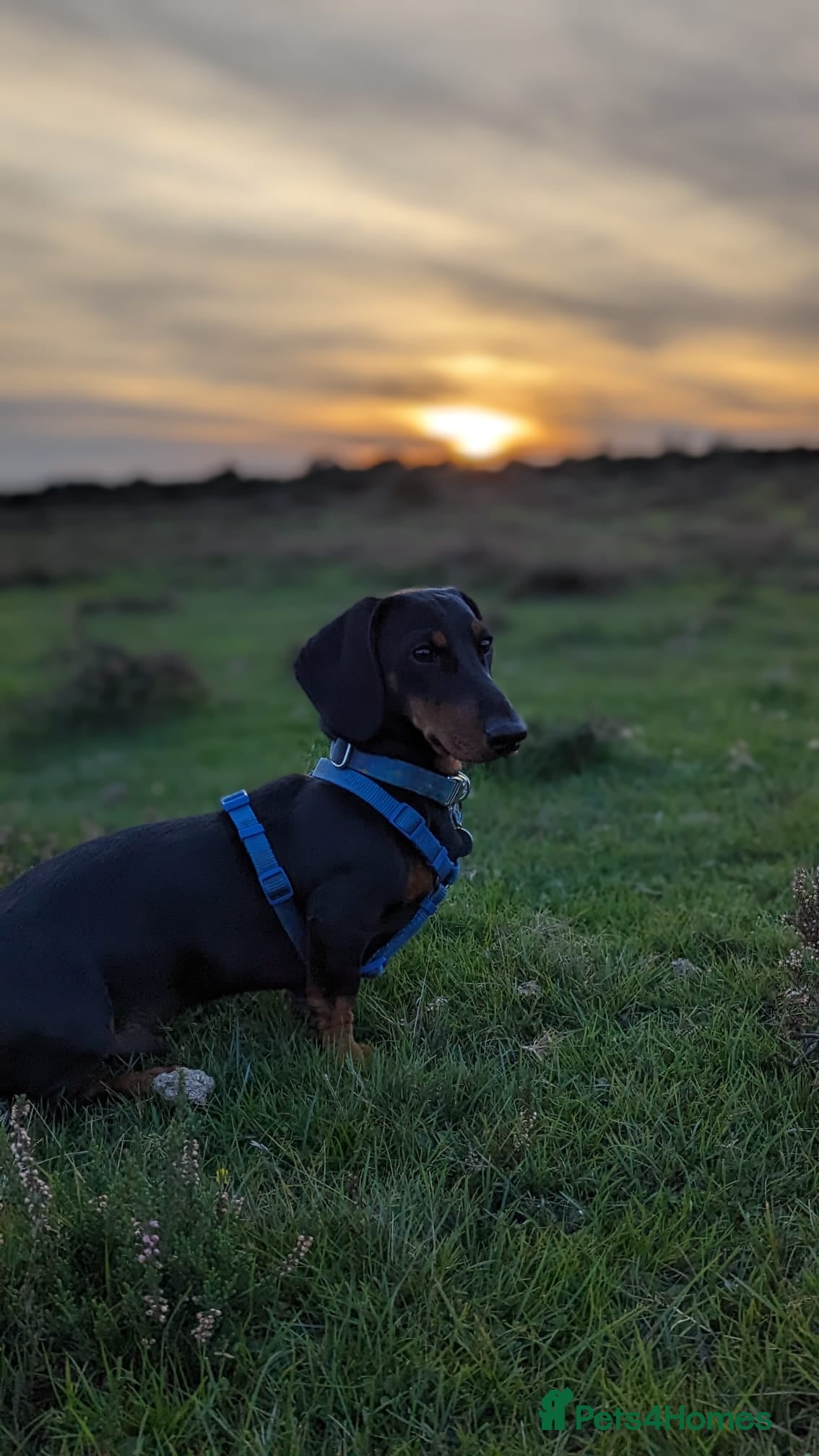 Dachshund dogs Standard black and tan dachshund for stud  - Advert 4