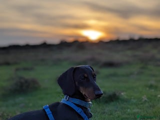 Dachshund dogs - Advert 23