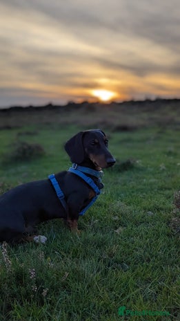 Dachshund dogs - Advert 1