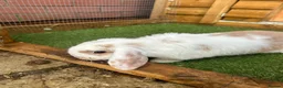 Mini Lop rabbits for sale: Purebred baby male mini lop  - Advert 7