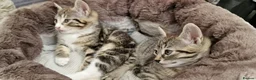 Mixed Breed cats for sale: Beautiful Kittens Looking for a Forever Home - Advert 3