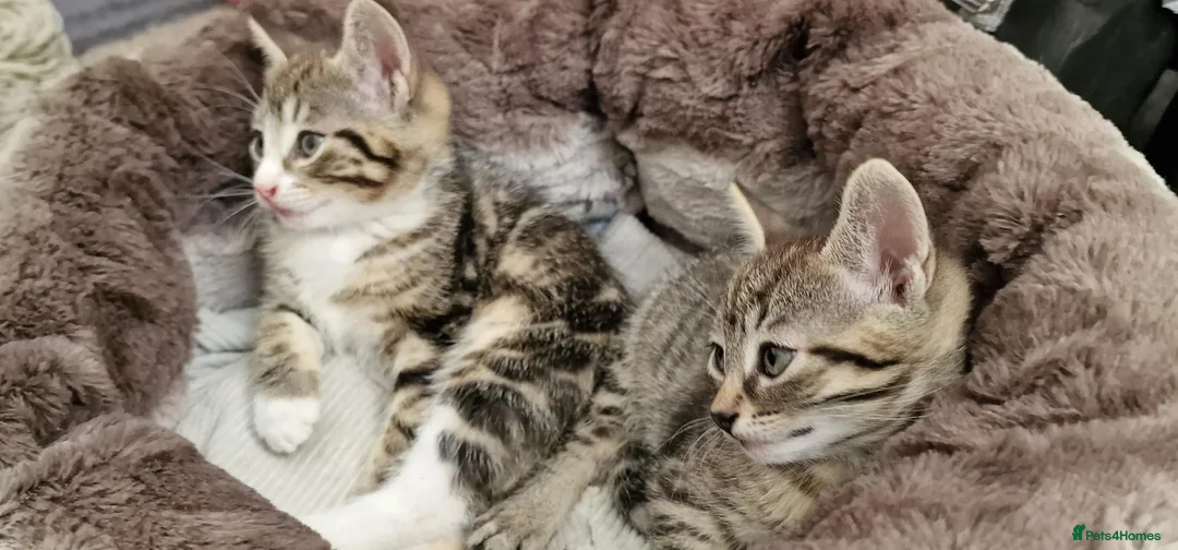 Mixed Breed cats for sale: Beautiful Kittens Looking for a Forever Home - Advert 3