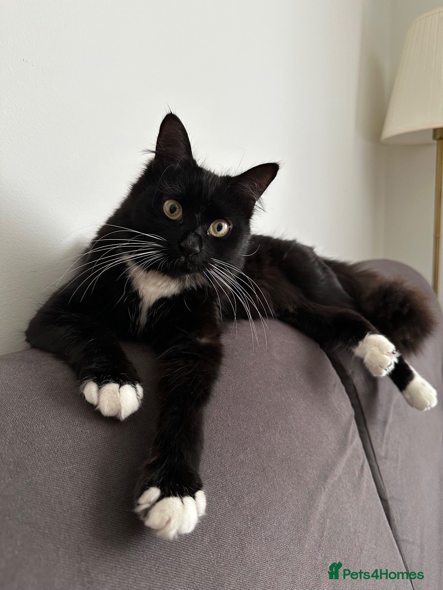 Mixed Breed cats 🐱 Male cat wanted for mating – Bournemouth - Advert 3