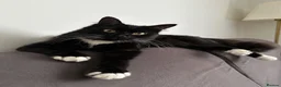 Mixed Breed cats for stud: 🐱 Male cat wanted for mating – Bournemouth - Advert 1