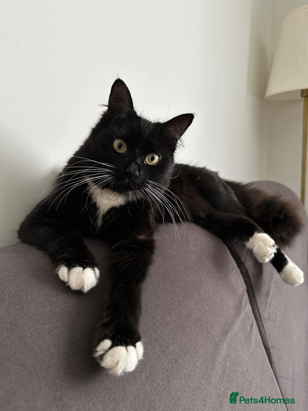 Mixed Breed cats for stud: 🐱 Male cat wanted for mating – Bournemouth - Advert 1