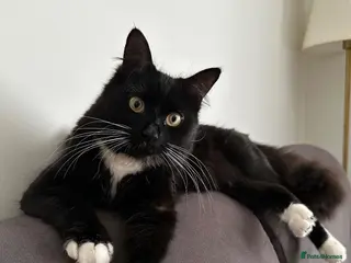 Mixed Breed cats 🐱 Male cat wanted for mating – Bournemouth - Advert 3