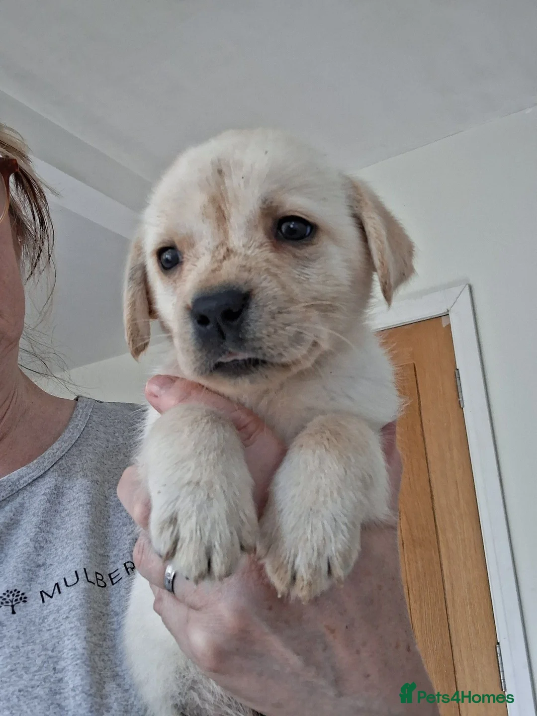 Labrador Retriever dogs for sale: ** yellow labrador puppy ** - Advert 1